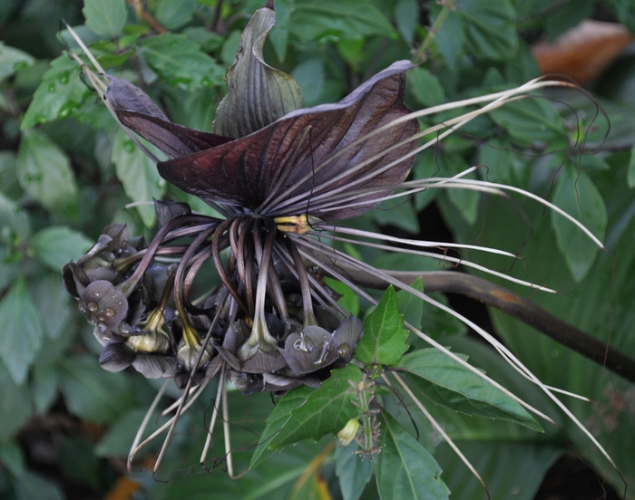 bat plant at munro martin parklands