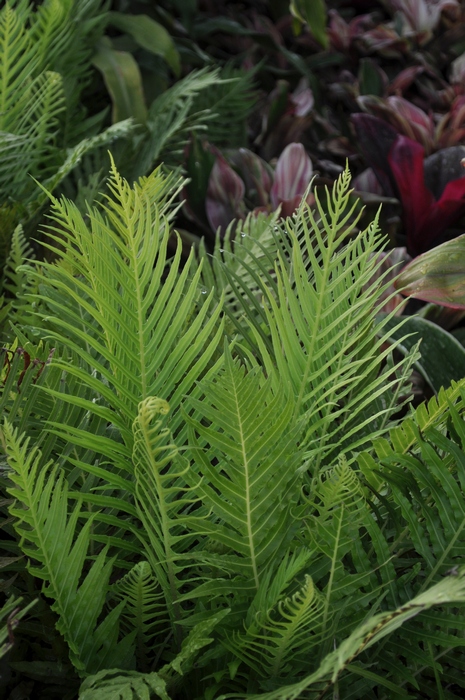 ferns