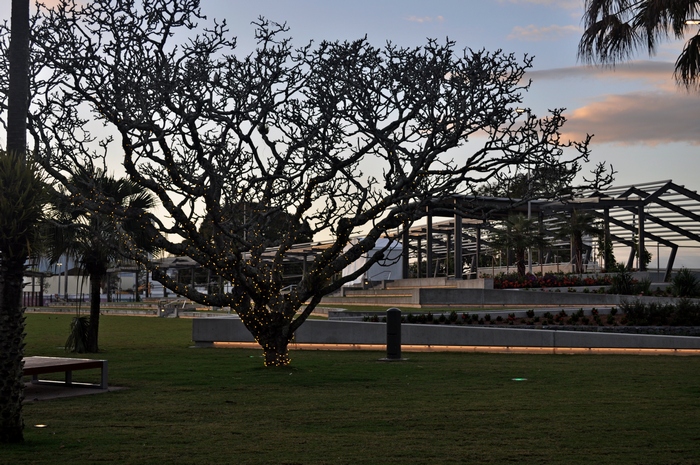 tree at munro martin parklands